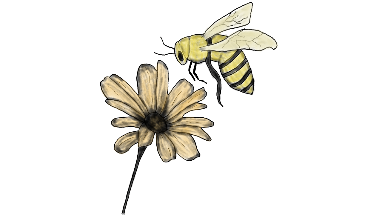 Bumblebee Daisy